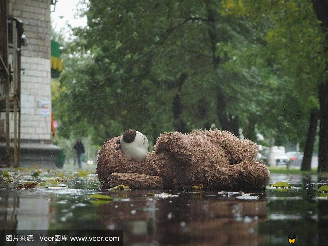 被淋湿的夏天小熊移植：一场特殊的生命之旅