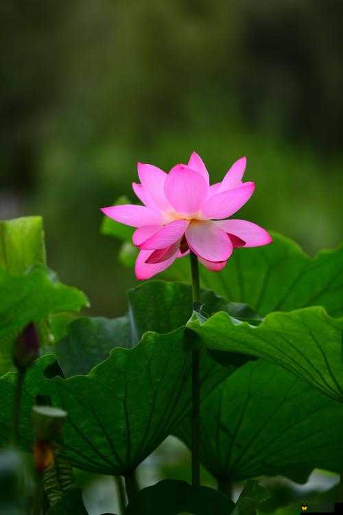 红莲盛开，碧水含情：两瓣红莲今夜开，一池碧水盼君浴